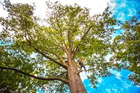 Best Tree Health Inspection  in Delray Beach, FL