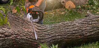 Best Hedge Trimming  in Delray Beach, FL